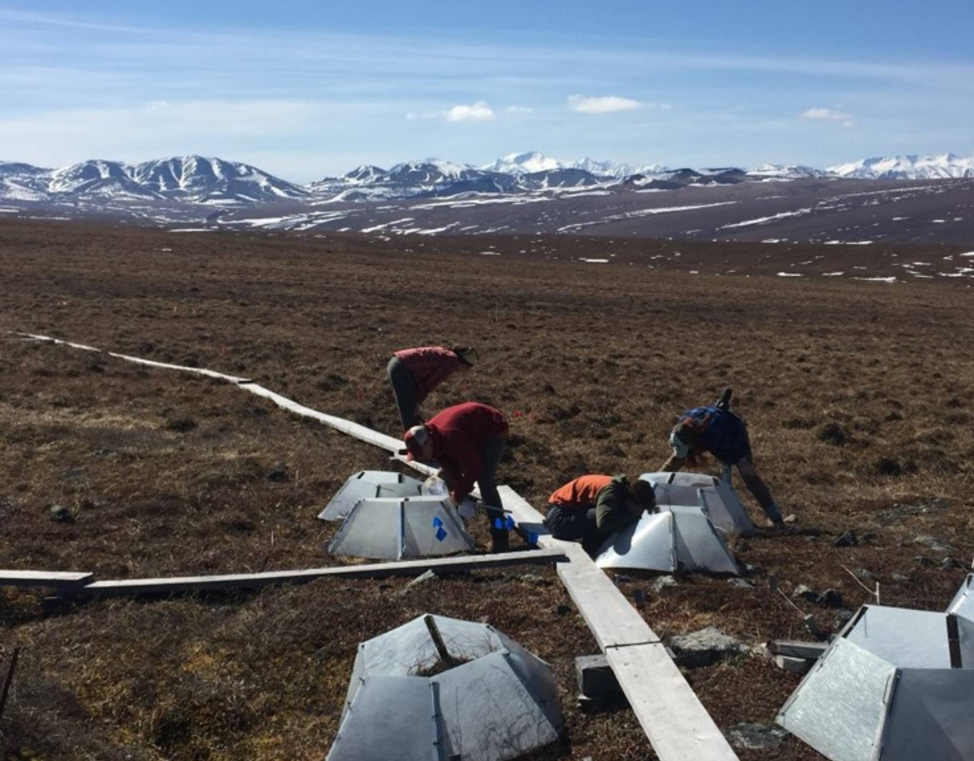 Sarah, Caroline, Zach, and Luca conduct phenology measurements at Imnavait Creek
